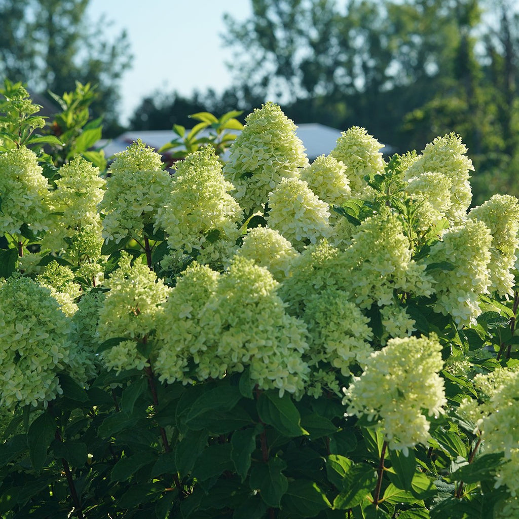 Highlight Hydrangea Choosing The Right Hydrangea for Your Garden