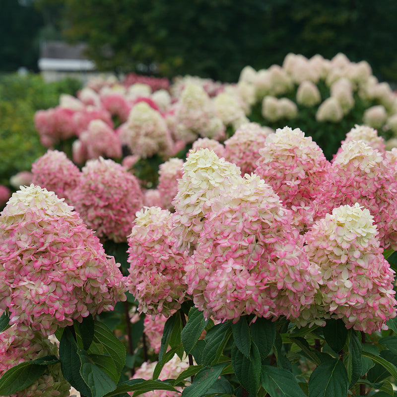 The blooms of Limelight Prime panicle hydrangea age from green-white to a vivid bright pink.