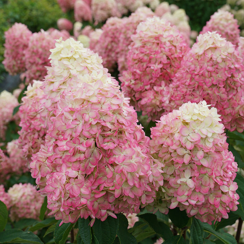 Closeup of the full, lush, thick mophead blooms of Limelight Prime panicle hydrangea showing the transition from white to bright pink.