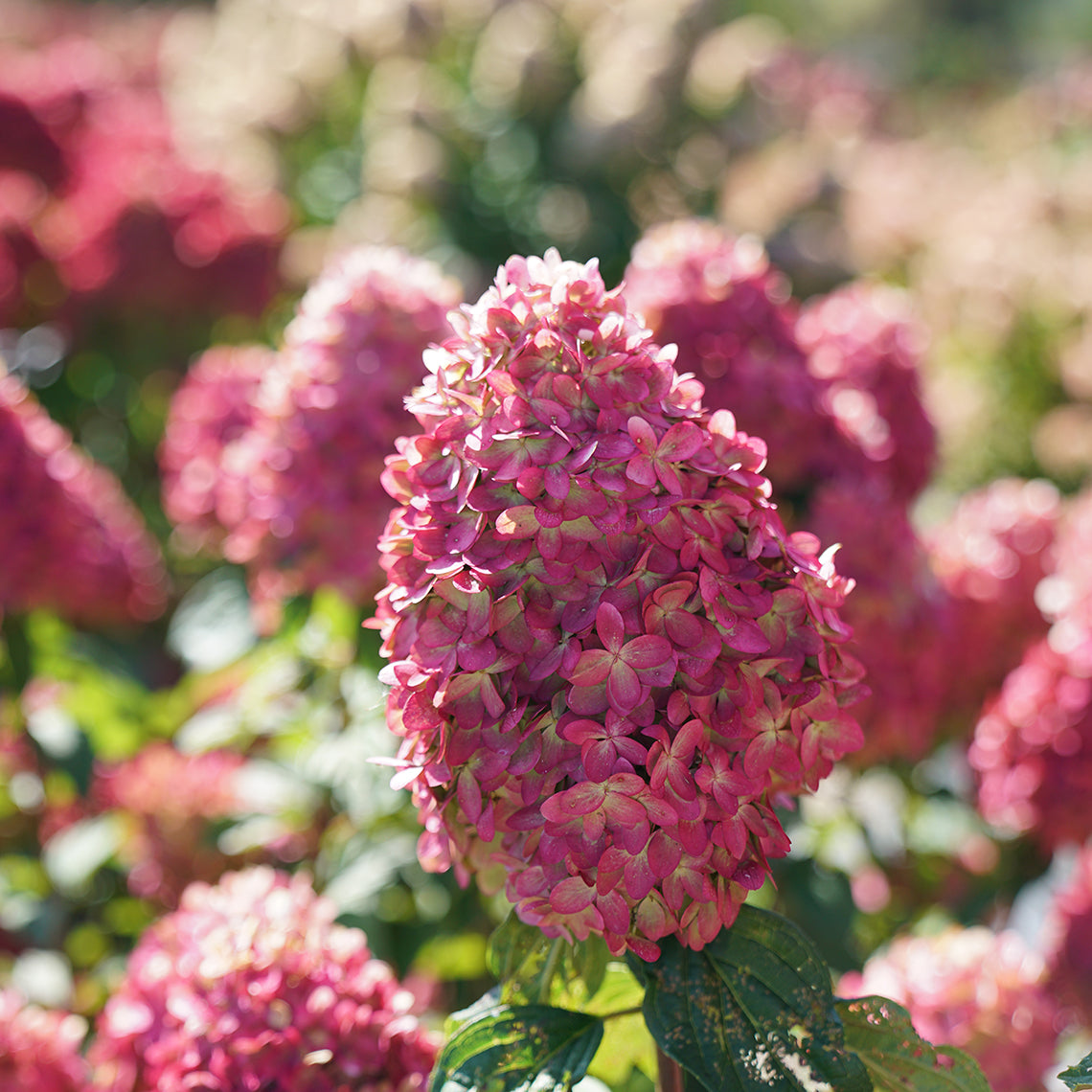 On this bloom of Limelight Prime panicle hydrangea, the color transition is complete and the entire inflorescence is a very bright pink color.