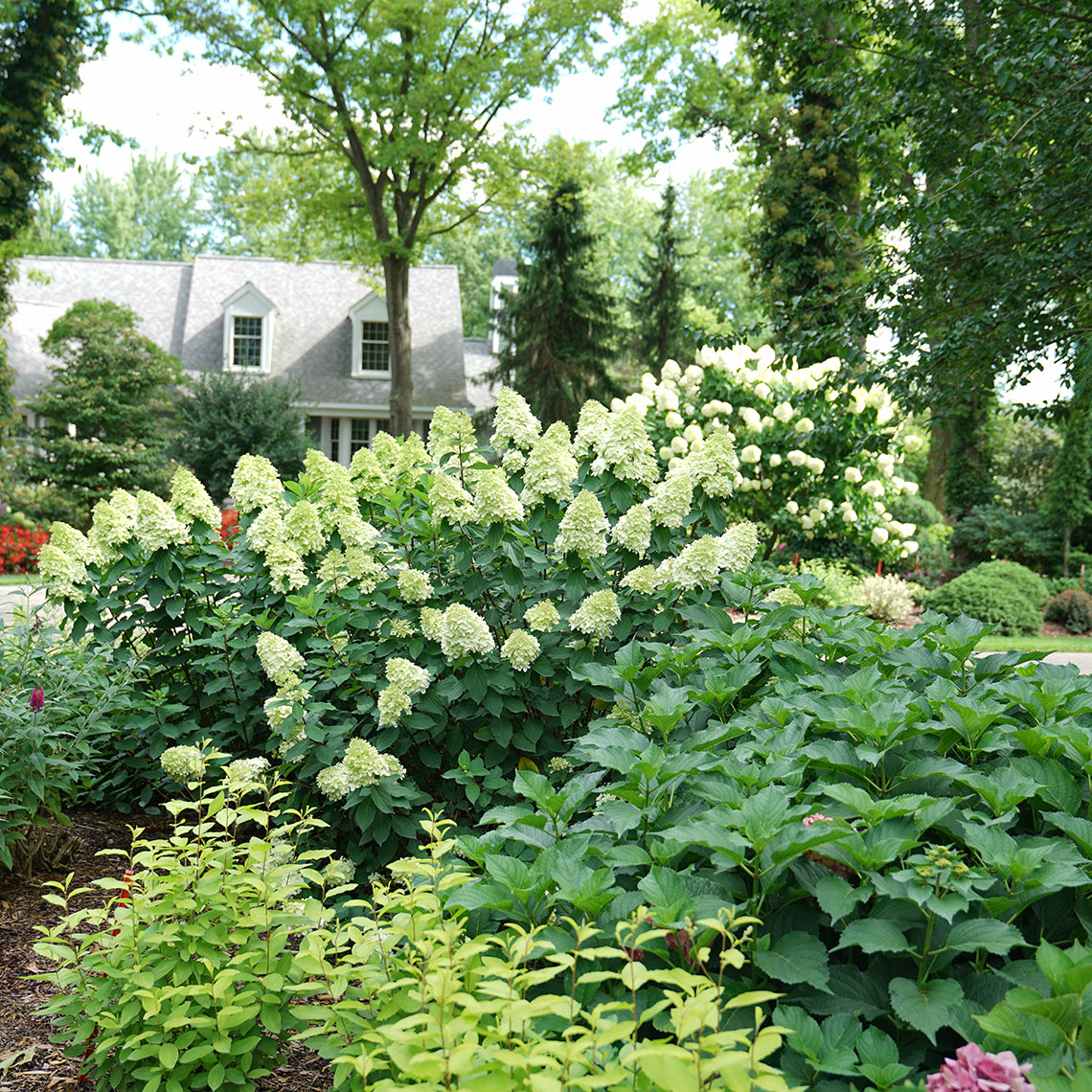 Limelight Prime panicle hydrangea makes an excellent landscape plant.