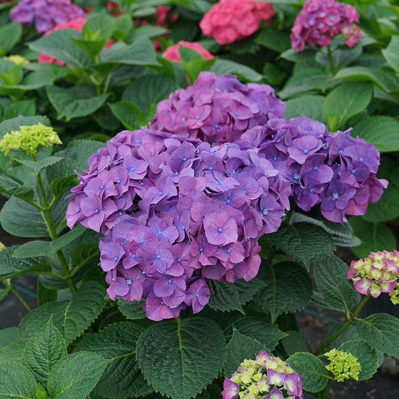 Let's Dance Big Band™ Bigleaf Hydrangea has extra-large saturated pink and purple color blooms. 