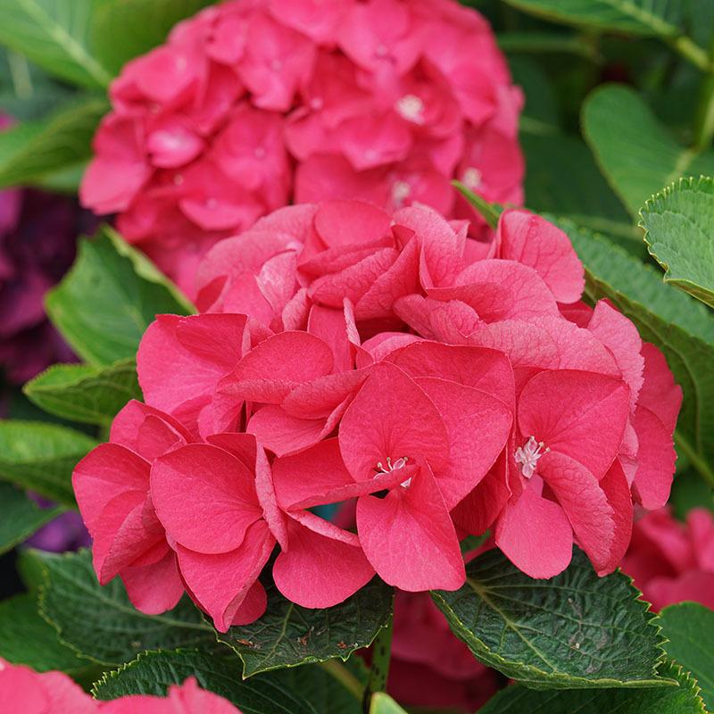 Wee Bit Giddy Bigleaf Hydrangea have reblooming for months of colorful flowers