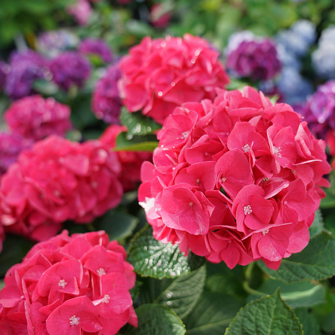 Wee Bit Giddy bigleaf hydrangea has abundant mophead blooms of a deep saturated red-pink.