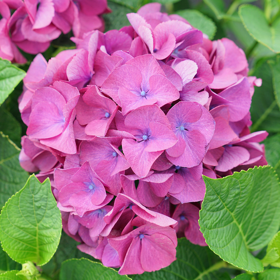 A fully opened purple bloom of Wee Bit Giddy bigleaf hydrangea.