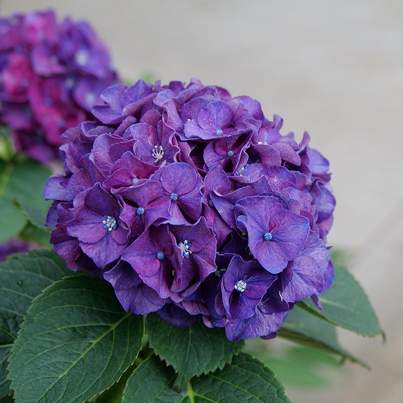 Wee Bit Grumpy Bigleaf Hydrangea has pink or deep purple blue flowers depending on soil