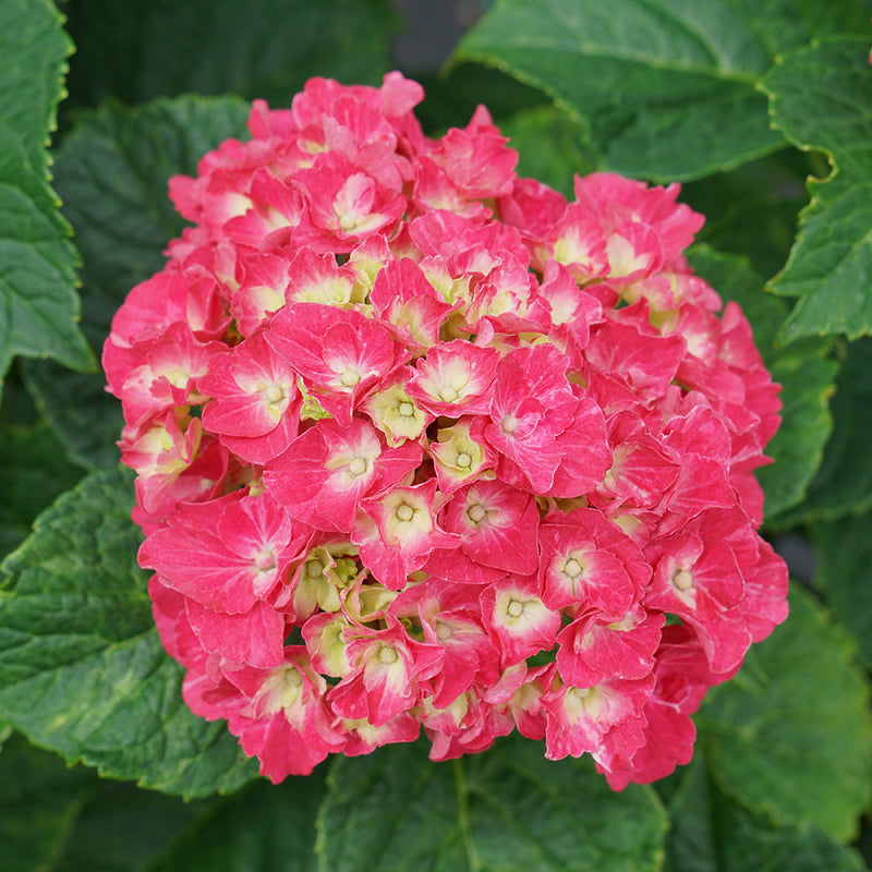 A close look at the intense pink color version of Wee Bit Grumpy bigleaf hydrangea.