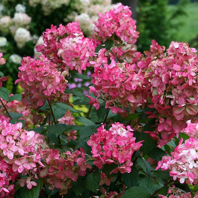 Fire Light Panicle Hydrangea is an easy care hydrangea