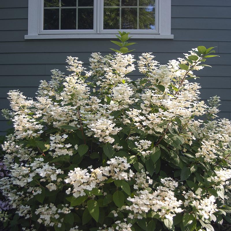 Little Quick Fire® Panicle Hydrangea flowers turn pink and red tones in fall.