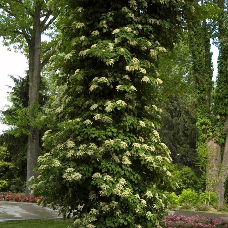 Climbing Hydrangea is our top favorite vine for shade gardens