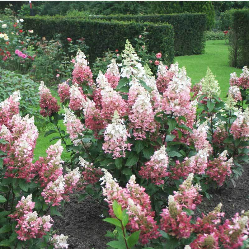 Pinky Winky Panicle Hydrangea has enormous cone shaped blooms of multiple shades of pink.