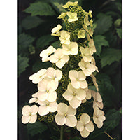 A large white lacecap flower of Alice oakleaf hydrangea.