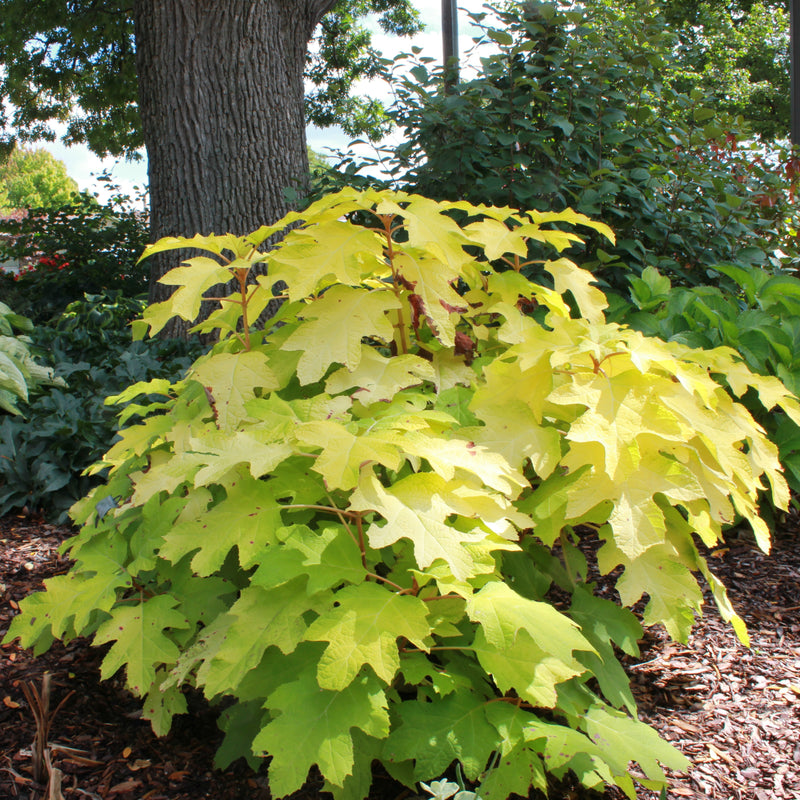Little Honey oakleaf hydrangea has bright golden foliage that ages to pleasant chartreuse and brightens up shady spots in the garden.