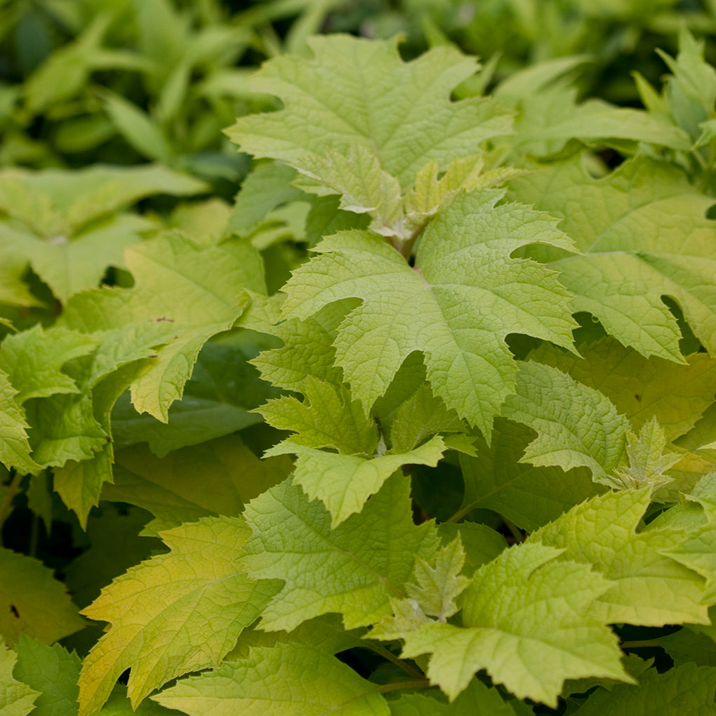 The bright new oak-leaf-shaped growth of Little Honey hydrangea quercifolia.