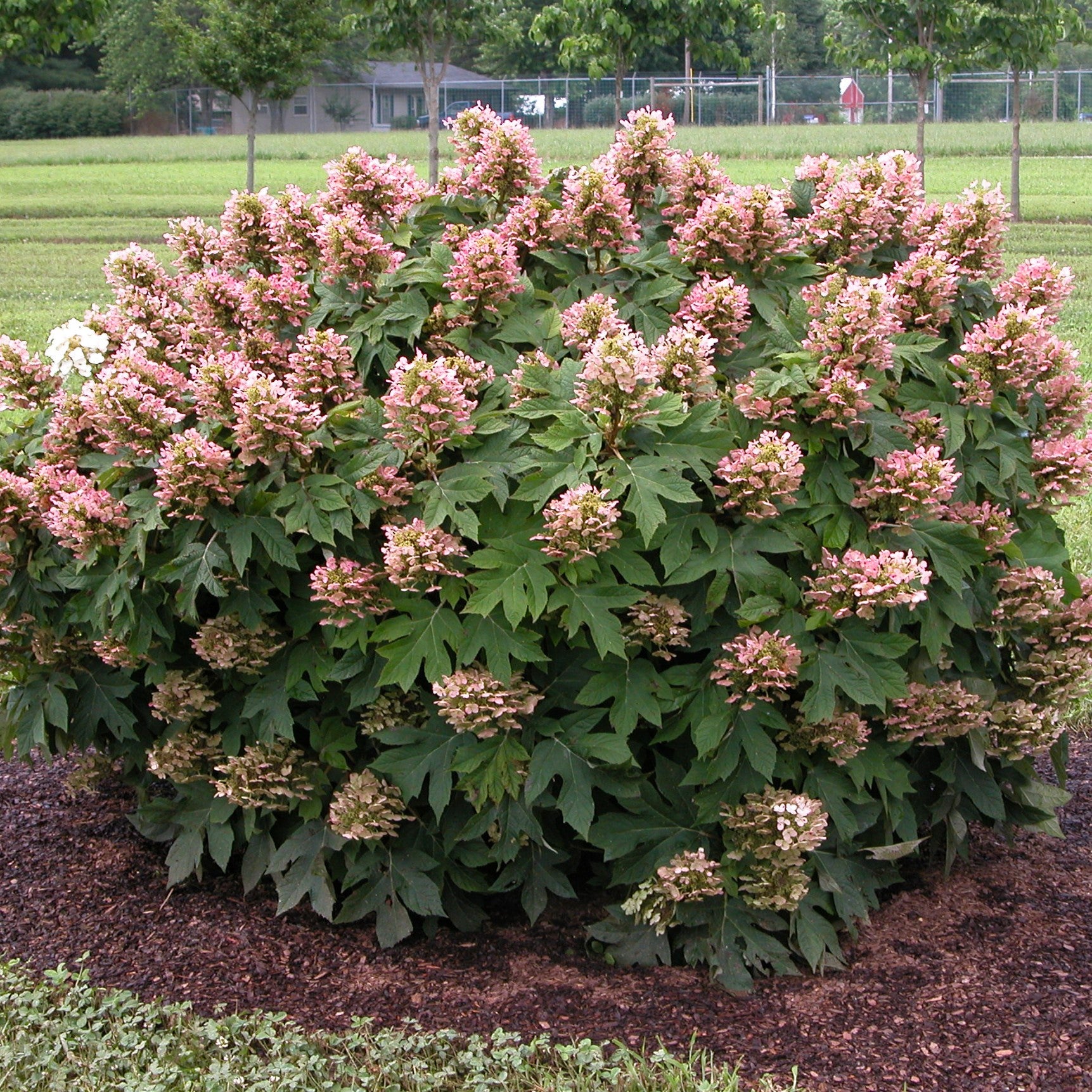 Munchkin oakleaf hydrangea in full bloom showing its neat rounded dwarf habit.