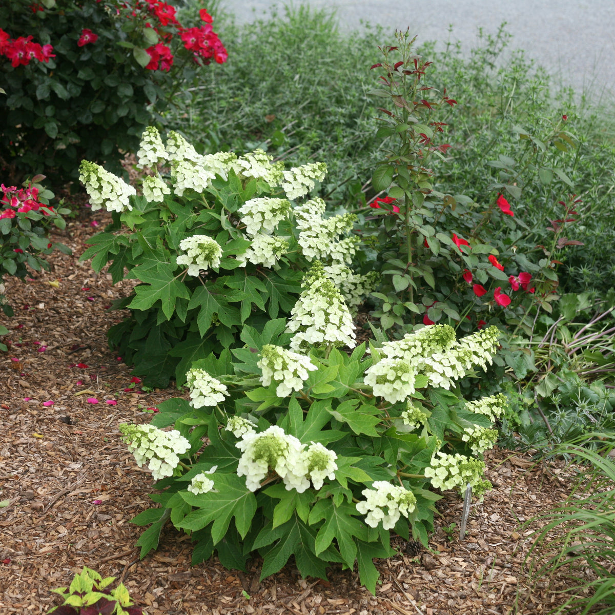 Native Hydrangeas For Sale