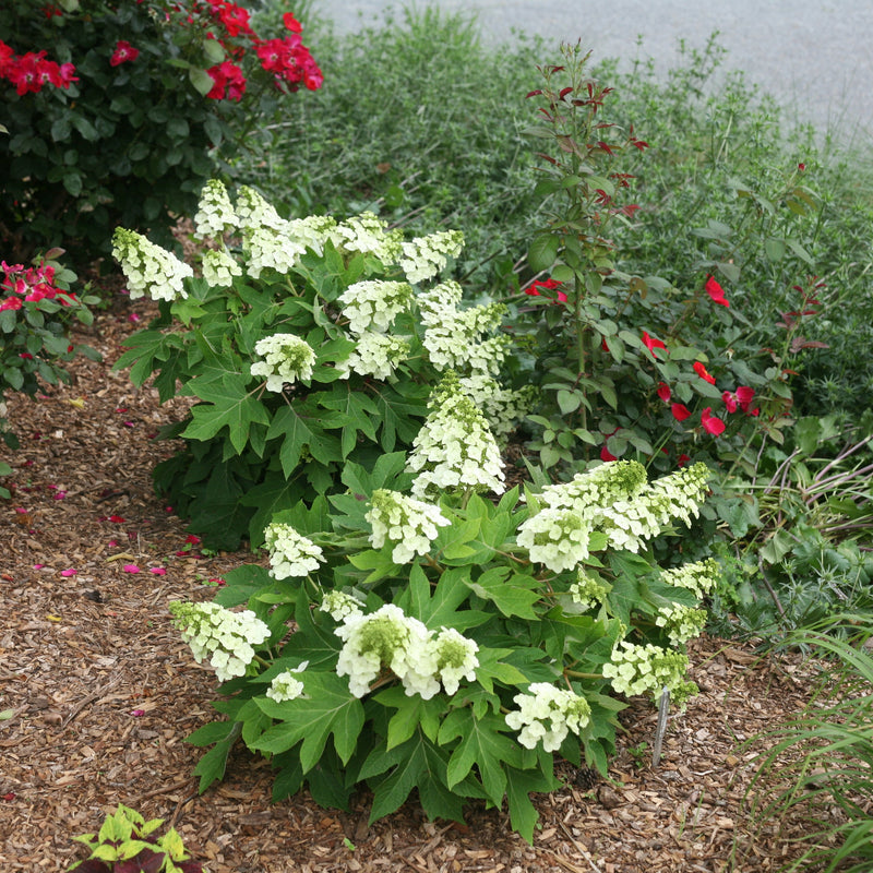 Two small plants of Munchkin oakleaf hydrangea with white cone shaped blooms.