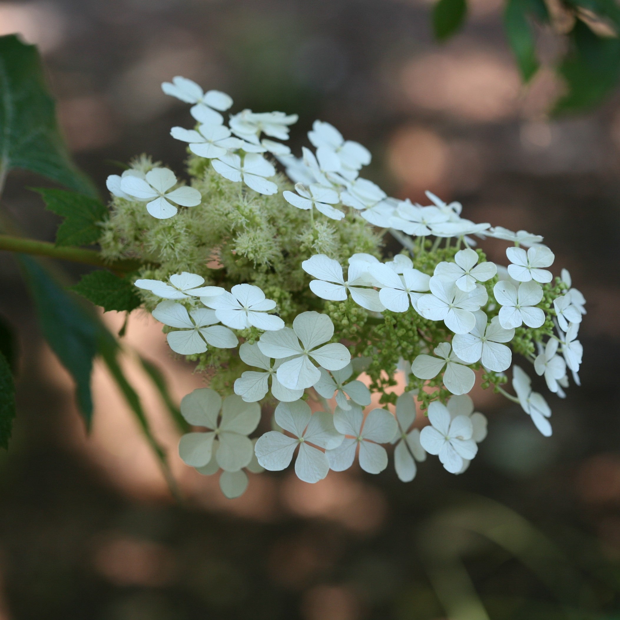 Pee Wee oakleaf hydrangea has uniquely shaped florets that resemble snowflakes.