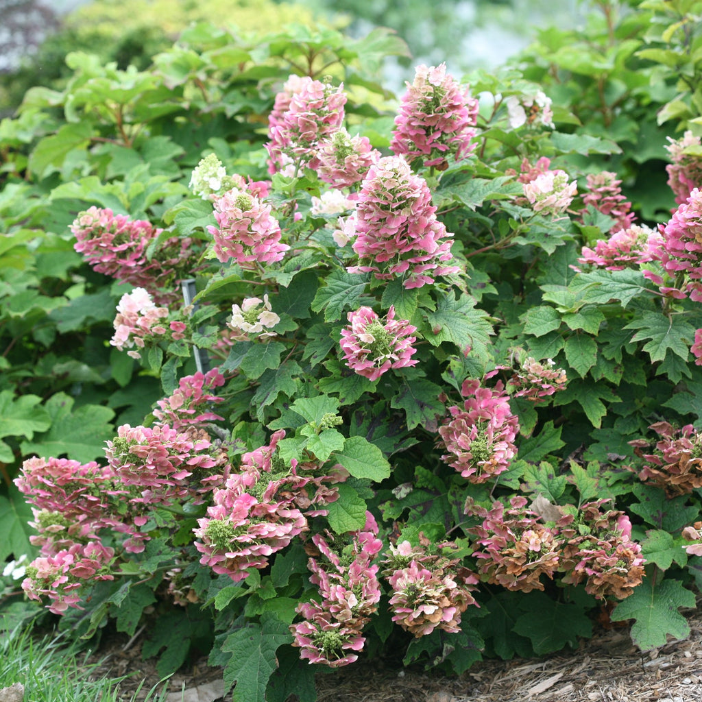 Ruby Slippers oakleaf hydrangea has white cone shaped blooms that turn red in late summer.