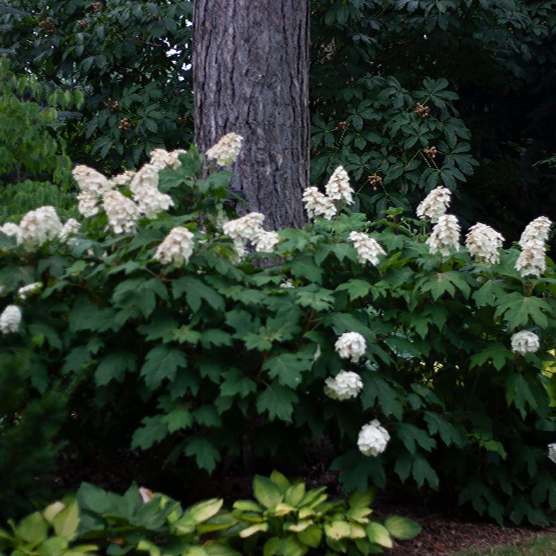 A planting of Snow Queen oakleaf hydrangea under a large tree.