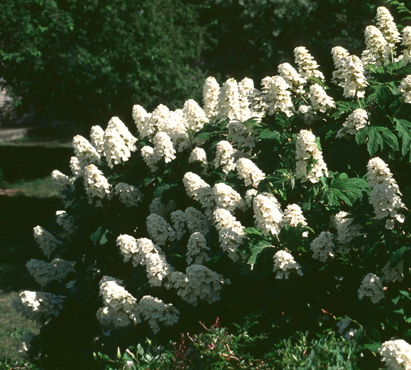 Snow Queen oakleaf hydrangea is a large plant with huge white flowers.