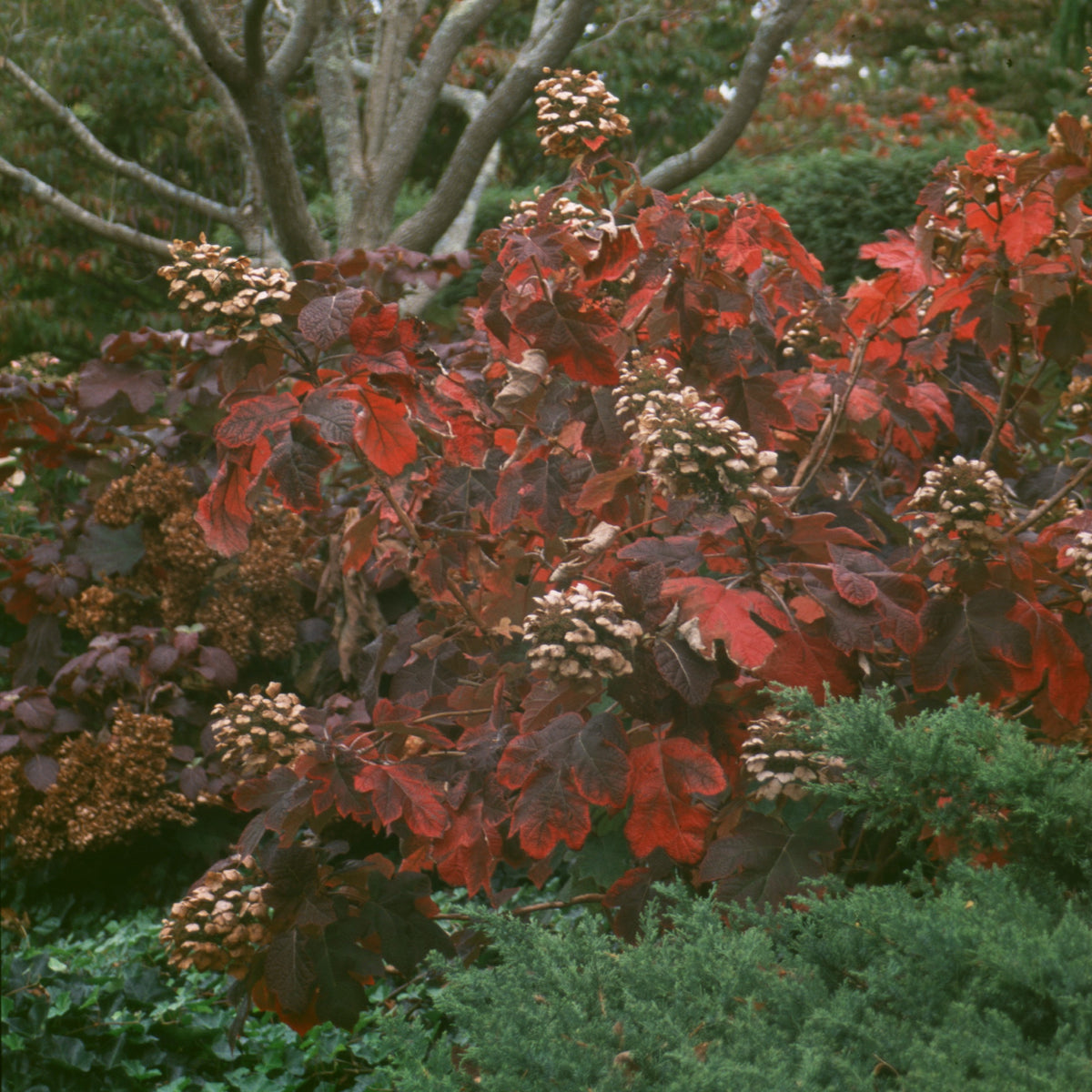 hydrangea quercifolia snow queen oakleaf hydrangea