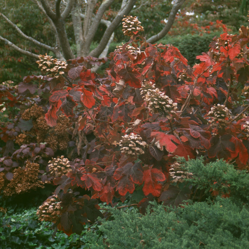 The dramatic deep red and burgundy foliage of Snow Queen oakleaf hydrangea.