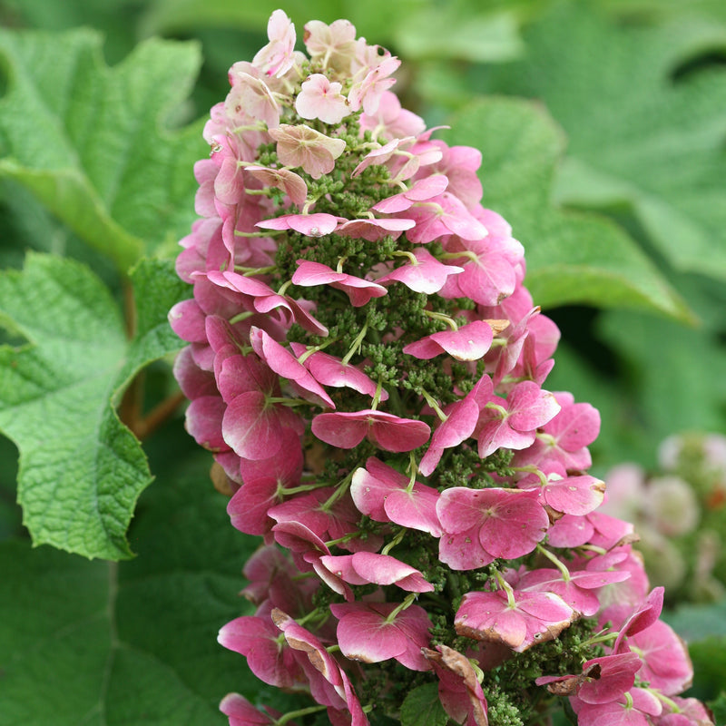 A closeup look at the pink-red florets of Ruby Slippers oakleaf hydrangea.