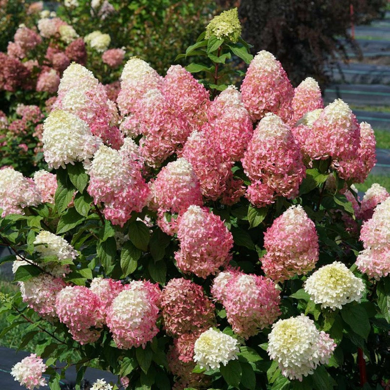 Quick Fire Fab panicle hydrangea is covered in large mophead blooms.