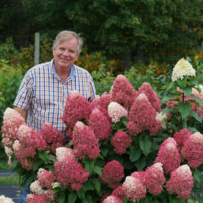 A man in a plaid shirt stands next to Quick Fire Fab panicle hydrangea.