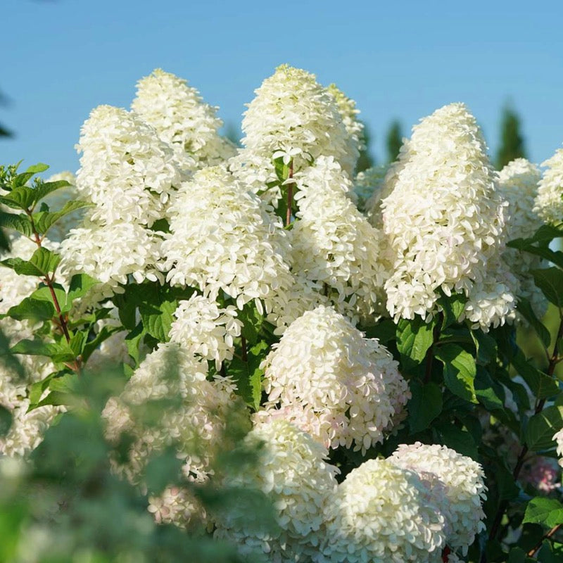 The big full mophead flowers of Quick Fire Fab panicle hydrangea before they turn pink. They are currently white.