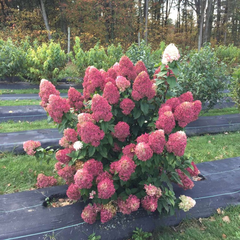 A specimen of Quick Fire Fab panicle hydrangea in a field while it was being trialed by Proven Winners ColorChoice Shrubs
