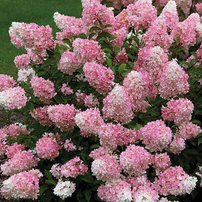 Vanilla Strawberry Panicle Hydrangea is a flowering hedge for sun or shade