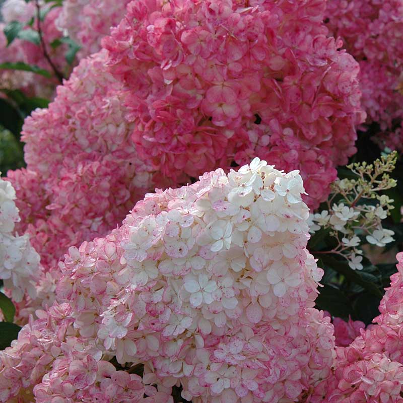 The large mophead panicles of Vanilla Strawberry Panicle Hydrangea take on bright strawberry pink tones.