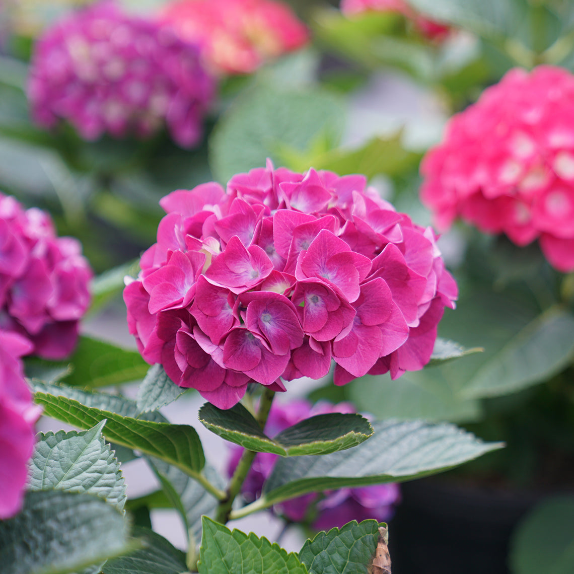 This cool violet color develops on Wee Bit Giddy bigleaf hydrangea if it is planted in acidic soils that contain aluminum.