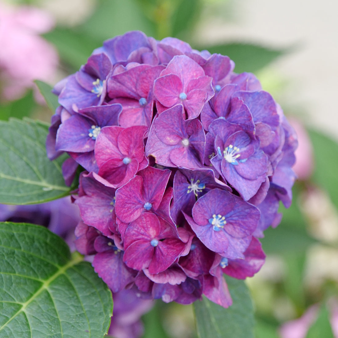 Wee Bit Grumpy® Bigleaf Hydrangea
