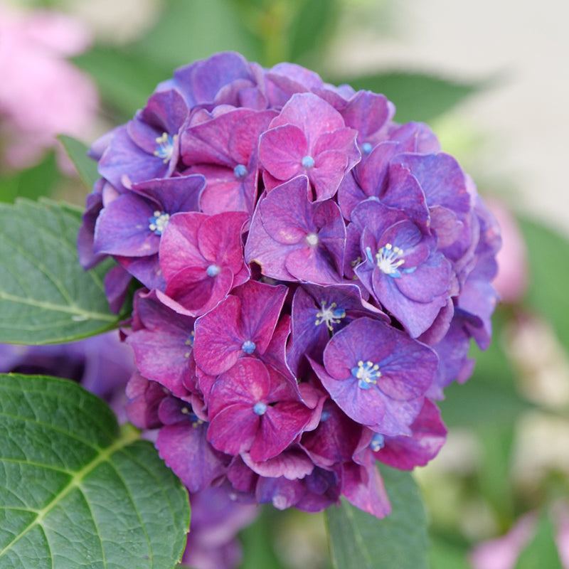 A bloom of Wee Bit Grumpy bigleaf hydrangea showing its deep purple blue color.