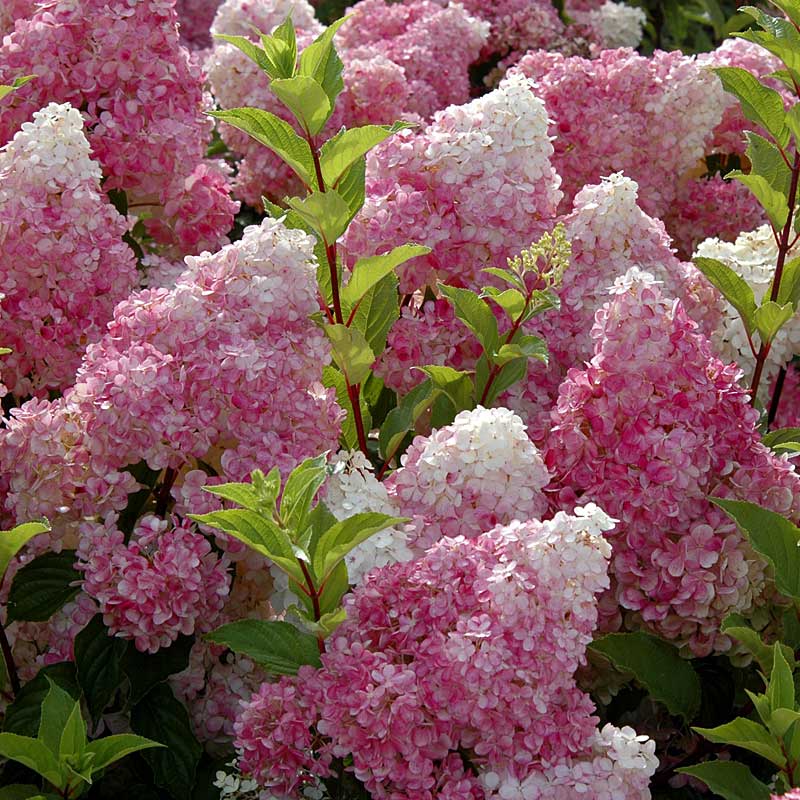 The large pink and white flowers of Vanilla Strawberry Panicle Hydrangea are lit by the sun.