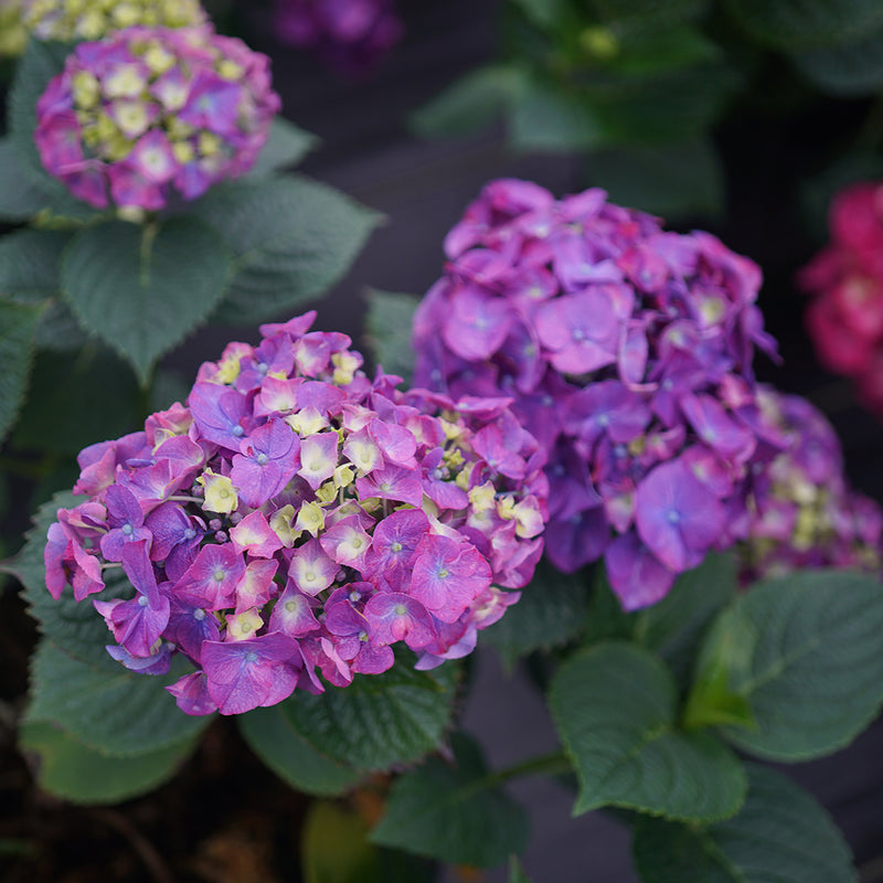 A large purple mophead bloom of Let's Dance Big Band hydrangea showing the characteristic white eye of the young florets.