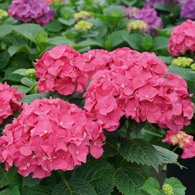 Pink mophead blooms of Let's Dance Big Band hydrangea showing the center crown of stamens.