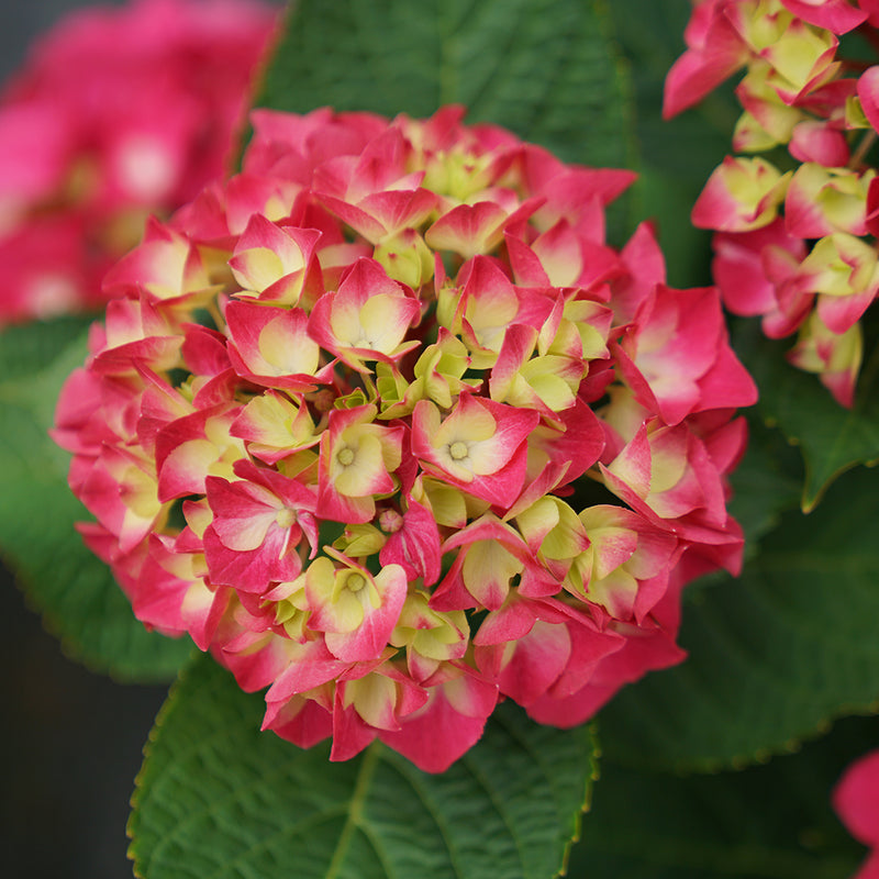A close view of a pink flower of Wee Bit Giddy bigleaf hydrangea showing the distinctive white-green eye in the center.