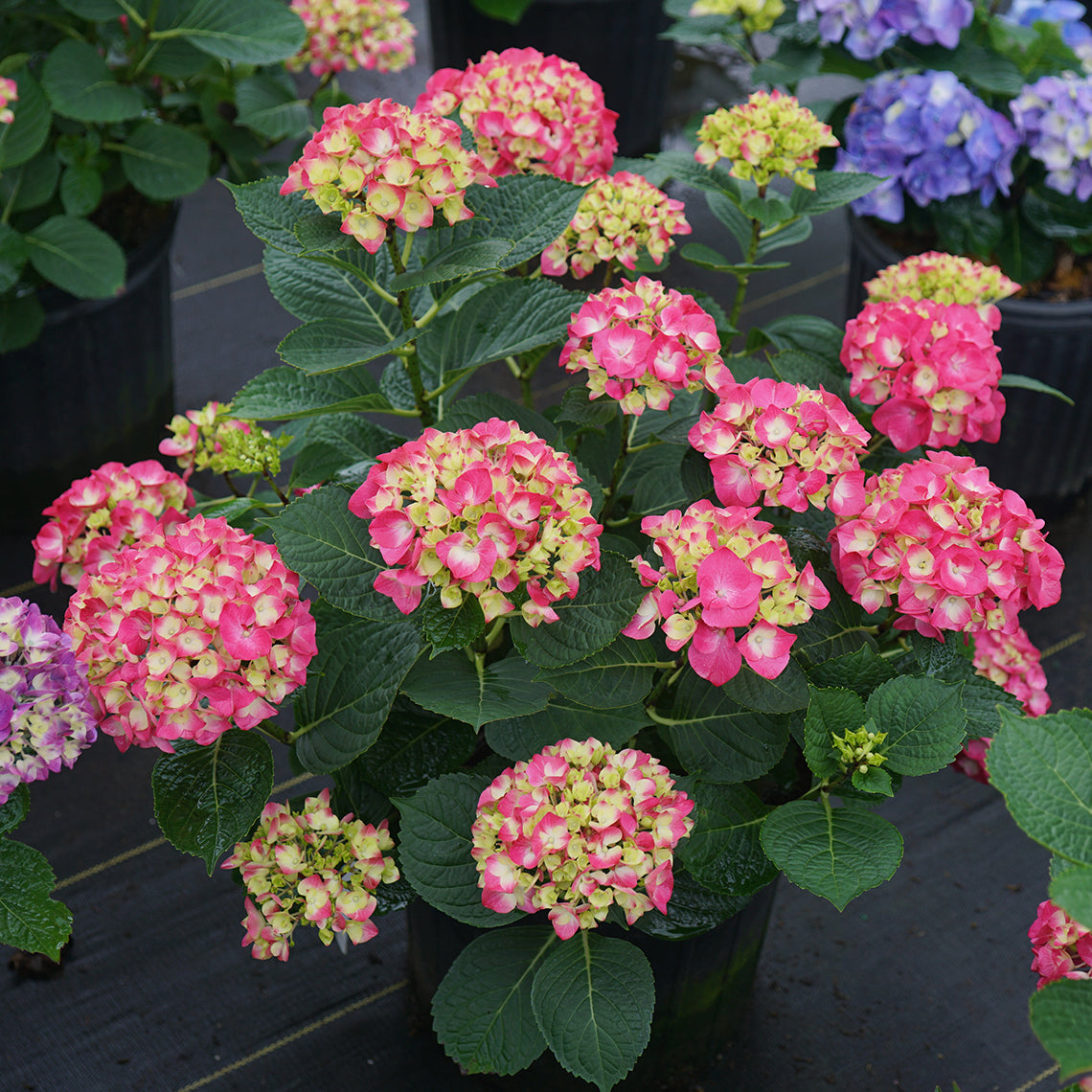 A flower covered specimen of Wee Bit Giddy bigleaf hydrangea showing its deep green disease resistant foliage.