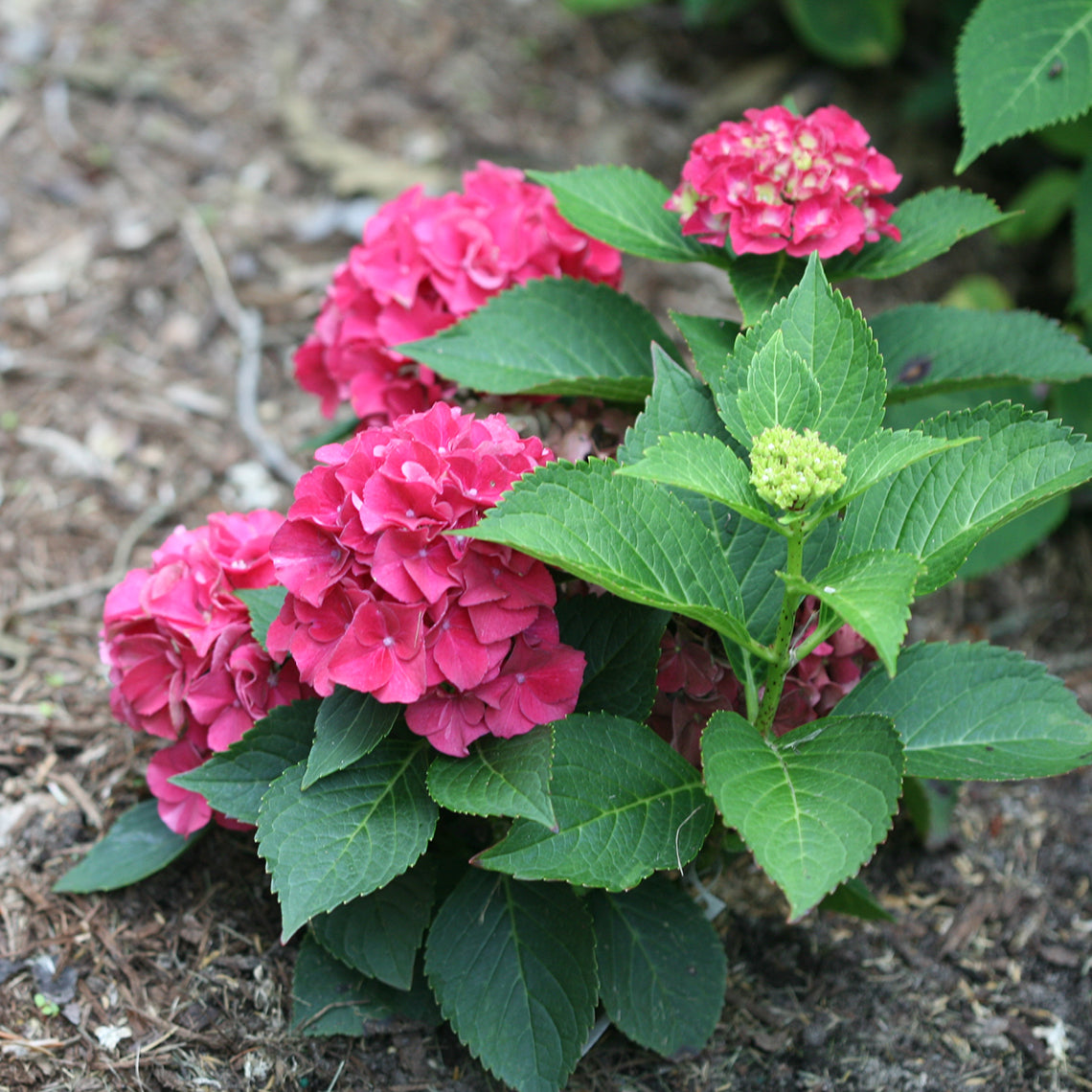 Wee Bit Grumpy bigleaf hydrangea boasts a very dwarf, compact size that fits anywhere.