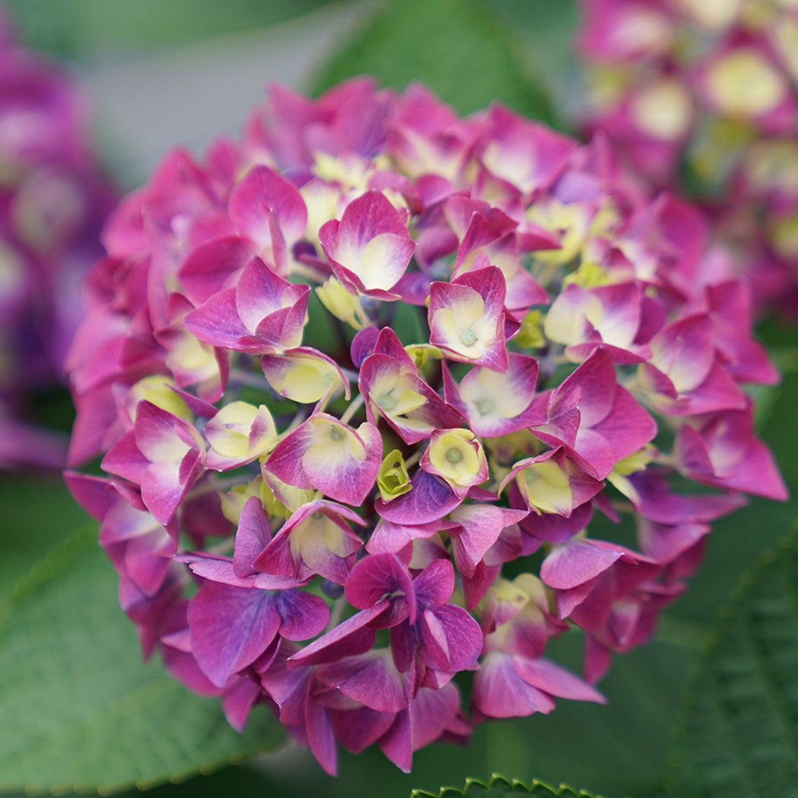 A bloom on Wee Bit Giddy bigleaf hydrangea showing its purple coloration.