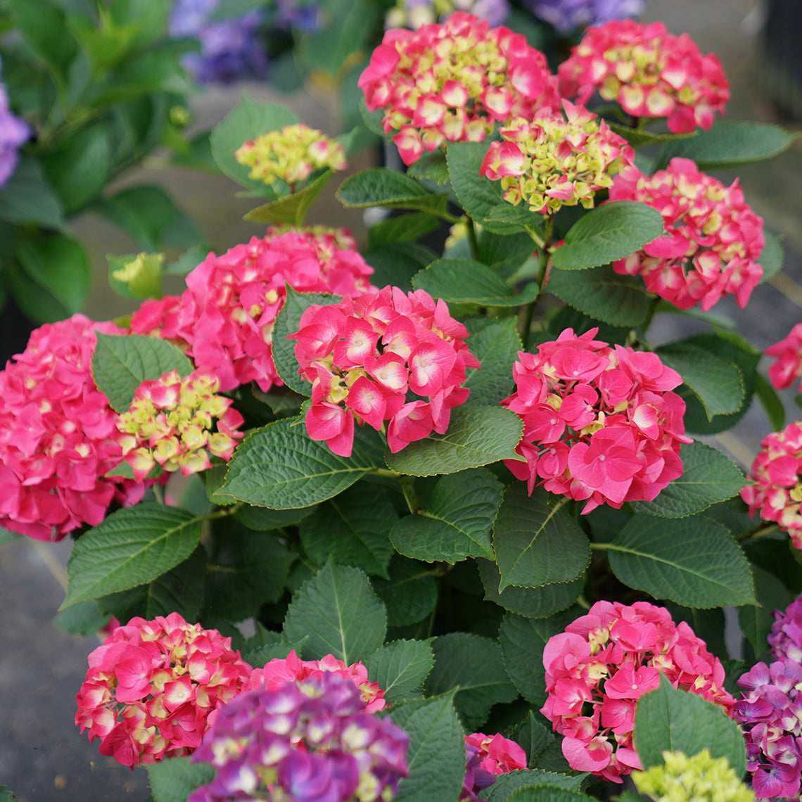 As the flowers of Wee Bit Giddy bigleaf hydrangea open, they reveal a perky white eye in the center.