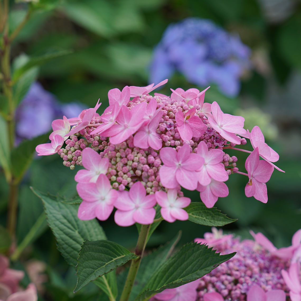 Let's Dance Can Do reblooming hydrangea showing its sterile and fertile florets, which have yet to open.