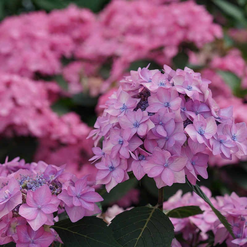 The lacecap blooms of Let's Dance Can Do reblooming hydrangea in purple.