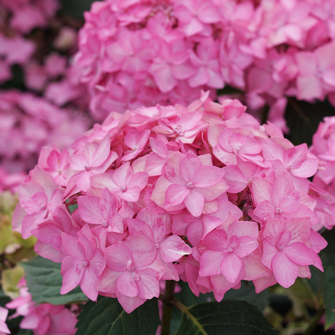 Though the flowers of Let's Dance Can Do reblooming hydrangea are lacecaps, the sterile florets can be so large and numerous that it appears to be a mophead.