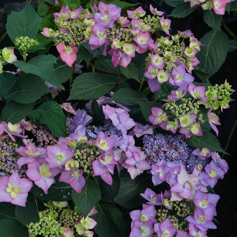 Looking down at several purple flowers of Let's Dance Can Do reblooming hydrangea.
