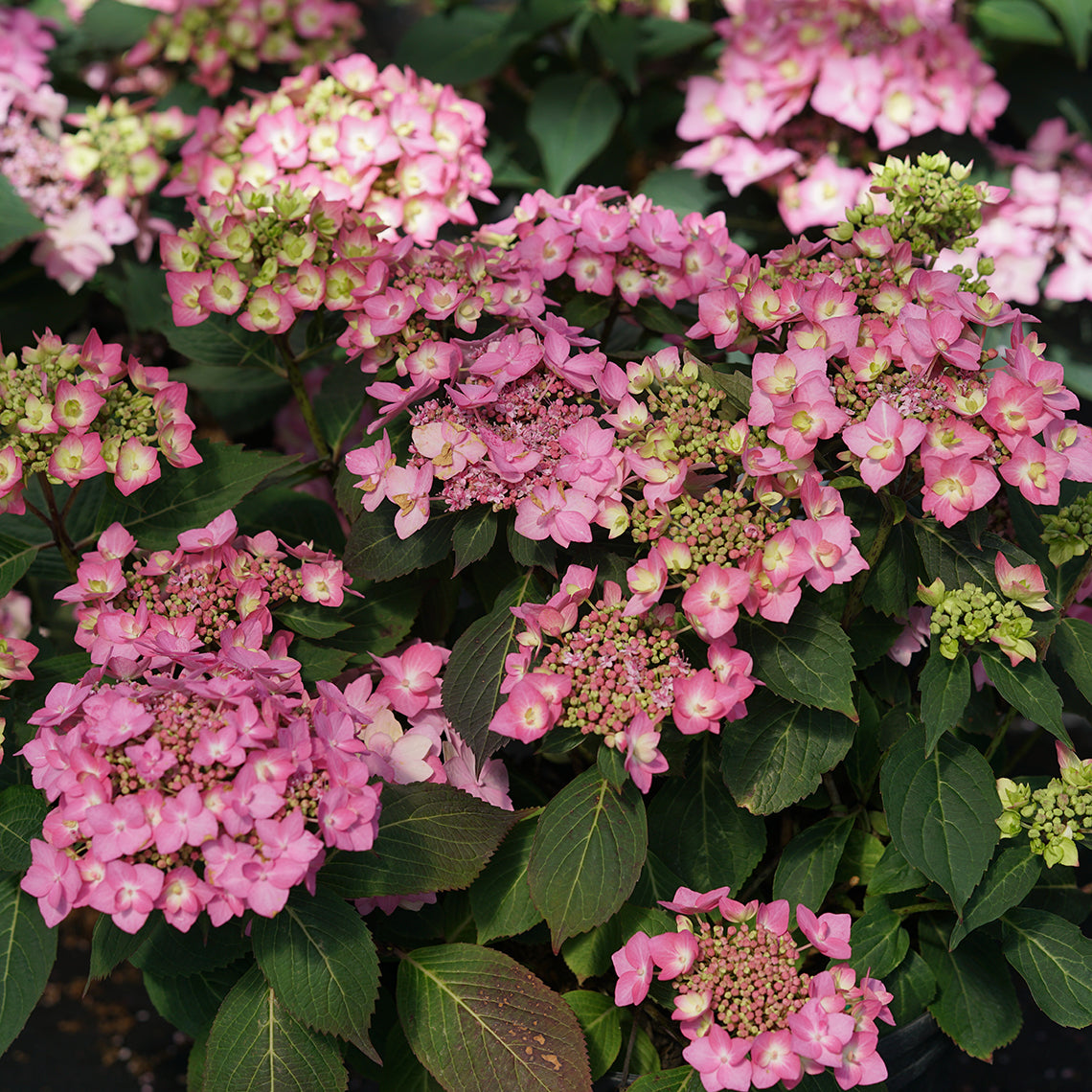 The lacecap blooms of Let's Dance Can Do reblooming hydrangea in pink